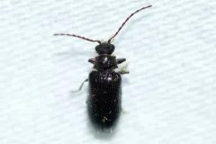 Eurypogon niger thumbnail 1