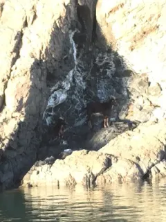 Domestic Goat thumbnail 2