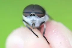 Tabanus fairchildi thumbnail 2