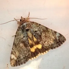 Little Underwing thumbnail 3