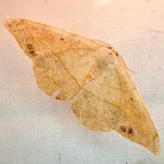Juniper Geometer Moth thumbnail 4