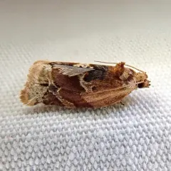 Red-banded Leafroller Moth thumbnail 2