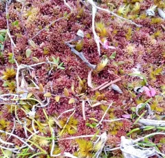 small bog cranberry thumbnail 2