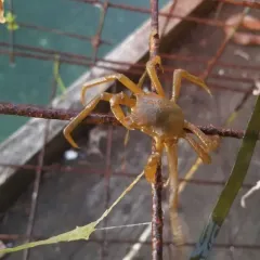 Northern Kelp Crab thumbnail 4