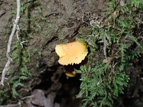 Cuphophyllus aurantius