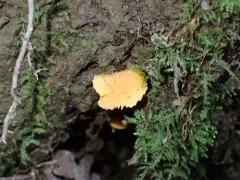 Cuphophyllus aurantius thumbnail 1
