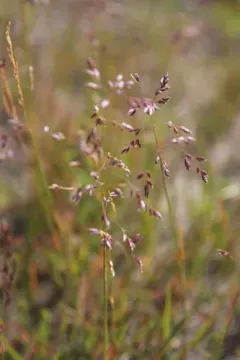 Alpigene Bluegrass thumbnail 2
