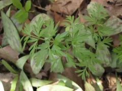 thicket parsley thumbnail 3