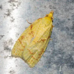Maple-Basswood Leafroller Moth thumbnail 4