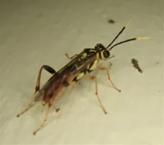 Macrophya varia thumbnail 1
