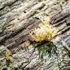 crown-tipped coral fungus thumbnail 2