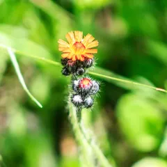 orange hawkweed thumbnail 3