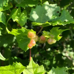 Grape Tumid Gallmaker Midge thumbnail 2
