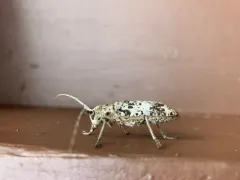White Oak Borer thumbnail 4