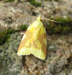 Aproned Cenopis Moth thumbnail 3