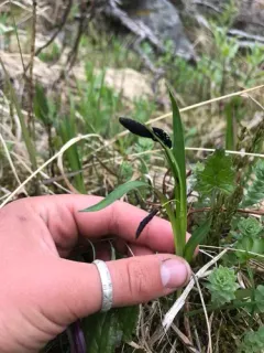 short-stalk sedge thumbnail 2