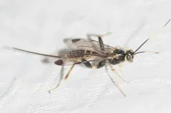 Spilopteron franclemonti thumbnail 2