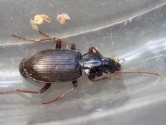 Calathus advena thumbnail 2