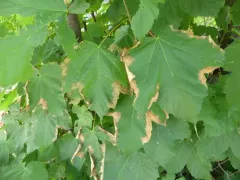 bacterial leaf scorch thumbnail 2