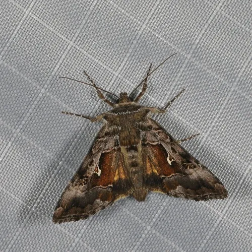 Labrador Tea Looper Moth