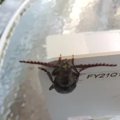 Broad-necked Root Borer thumbnail 3