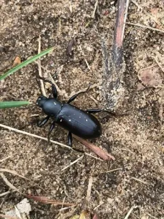 Smooth Darkling Beetle thumbnail 4