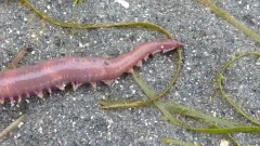 American bloodworm thumbnail 1