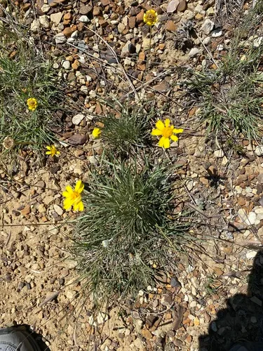 Stemmy Four-nerved Daisy