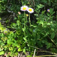 Subalpine Fleabane thumbnail 3