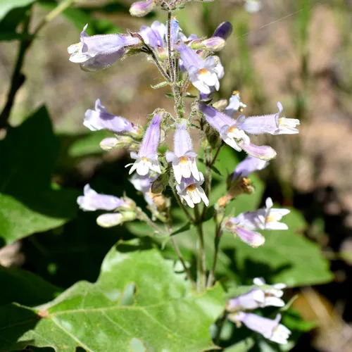 Lilac Penstemon