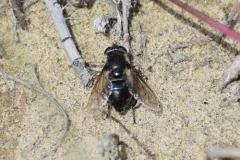 Northern Longbeak thumbnail 1