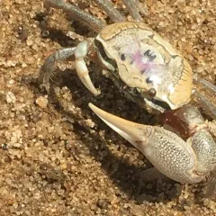 Atlantic Sand Fiddler Crab thumbnail 2