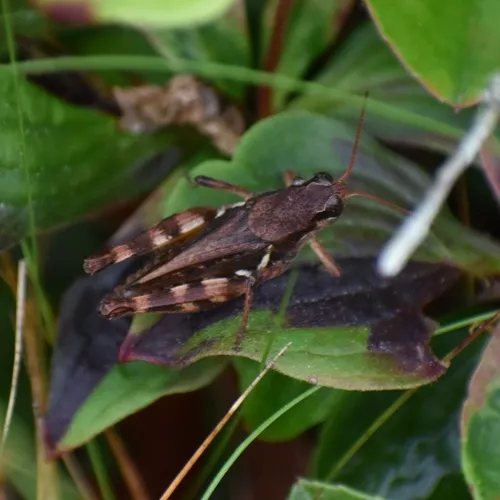 Huckleberry Spur-throat Grasshopper