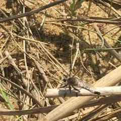 Sand Hammertail thumbnail 3