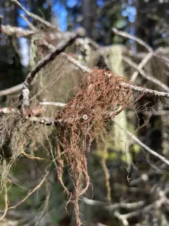 Witch's Hair Lichen thumbnail 2