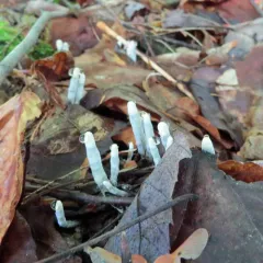 dead man's fingers thumbnail 2
