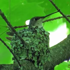 Ruby-throated Hummingbird thumbnail 2