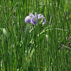 northern blue flag thumbnail 3