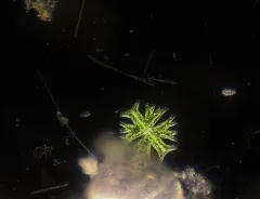 Micrasterias crux-melitensis thumbnail 2