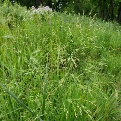 switchgrass thumbnail 4
