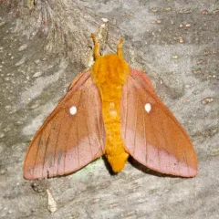 Pink-striped Oakworm Moth thumbnail 2