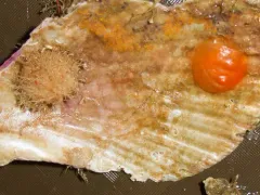 cactus sea squirt thumbnail 3