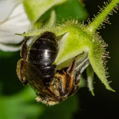 Snowy Mining Bee thumbnail 2