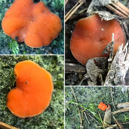 Scutellinia superba