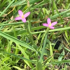 Lesser Centaury thumbnail 1