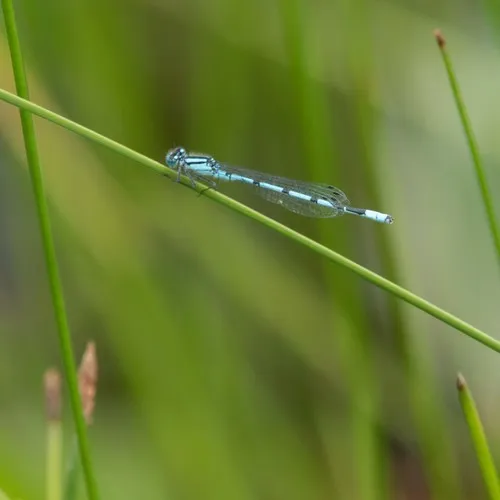 Hagen's Bluet