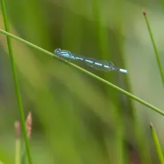 Hagen's Bluet thumbnail 1