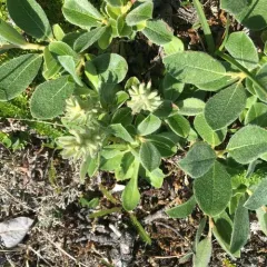 arctic willow thumbnail 1