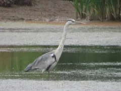 Grey Heron thumbnail 3