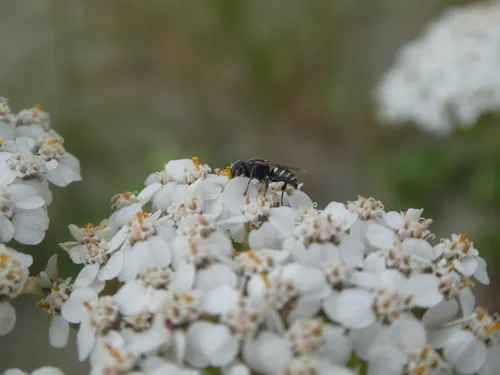 Oxybelus uniglumis
